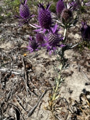 Eryngium leavenworthii