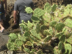 Opuntia stricta