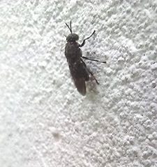 Dicyphoma schaefferi