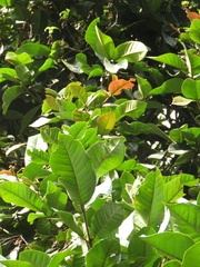 Myrcia