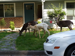 Odocoileus hemionus columbianus