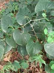 Aristolochia