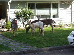 Odocoileus hemionus columbianus