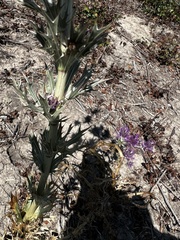 Eryngium leavenworthii