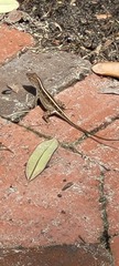 Anolis sagrei