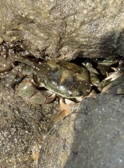 Hemigrapsus sanguineus