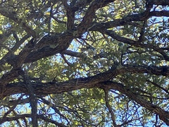 Aphelocoma wollweberi