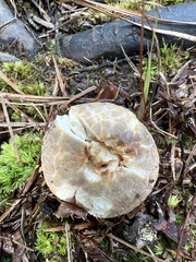 Russula crustosa