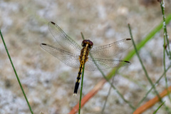 Erythrodiplax umbrata
