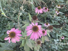 Echinacea