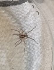 Lycosidae