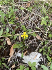 Ranunculus flammula