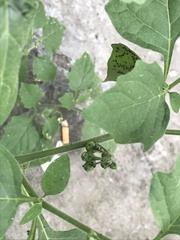 Solanum nigrum