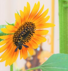 Megachile xylocopoides