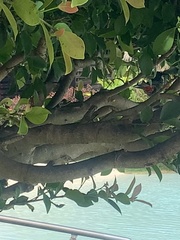 Pycnonotus cafer