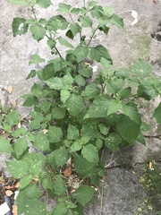 Solanum nigrum