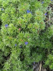 Echium