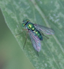 Condylostylus caudatus