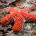 Striking Sea Star - Photo (c) Mark Rosenstein, some rights reserved (CC BY-NC)
