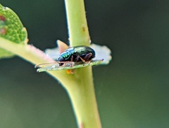 Phratora