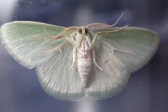 Synchlora aerata