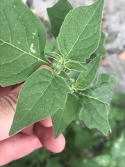 Solanum nigrum