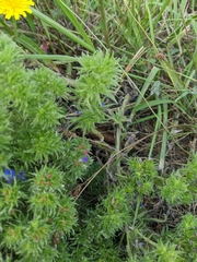 Echium