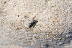 Cicindela hirticollis