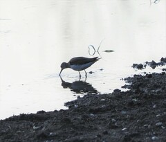 Tringa solitaria
