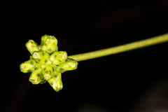 Sonchus laceratus