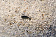 Cicindela hirticollis