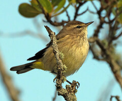 Setophaga palmarum palmarum