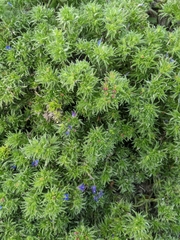 Echium