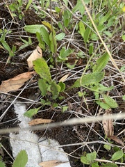Ranunculus flammula