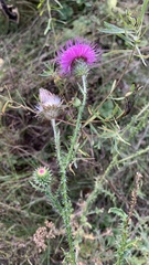 Carduus acanthoides