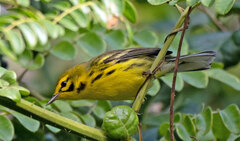 Setophaga discolor