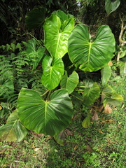 Philodendron