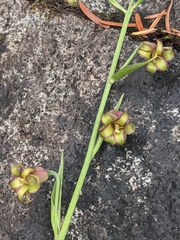 Anticlea occidentalis