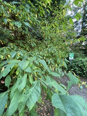 Oemleria cerasiformis