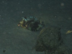 Acanthostracion quadricornis