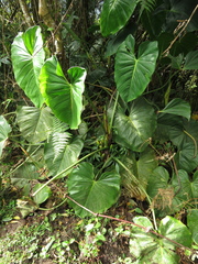 Philodendron