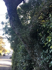 Pyrrosia eleagnifolia