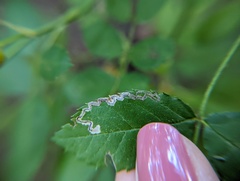Stigmella rosaefoliella