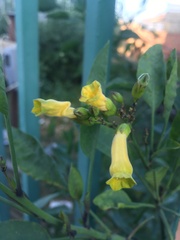 Nicotiana glauca