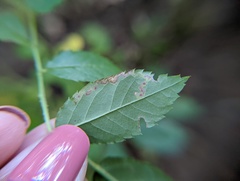 Stigmella rosaefoliella