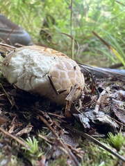 Russula crustosa