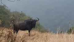 Connochaetes taurinus taurinus