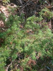 Juniperus communis
