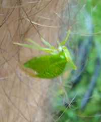 Stictocephala bisonia