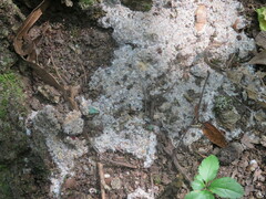 Pseudoinonotus dryadeus